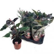 Растение Антуриум 17х65 черный Beauty