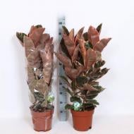 Растение Фикус эластика 21х80 Belize 3 ствола