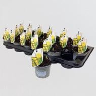 Растение Тюльпан 09х12 желтый Yellow Baby