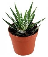 Растение комнатное Хавортия 8х15 см микс Растение комнатное Хавортия 8х15 см микс