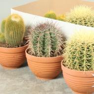 Растение Кактус 17*20 микс