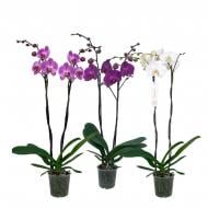 Рослина Фаленопсис (орхідея) гранді 15х80 2 стовбури мікс (Florious Orchids)