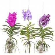 Рослина Ванда (орхідея) 0х80 мікс у підвісі