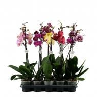 Рослина Фаленопсис (орхідея) 12х60 1 стовбур мікс (Wooning Orchids)