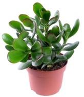 Растение комнатное Красула 9х10 см микс Растение комнатное Красула 9х10 см микс