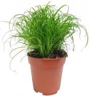 Растение комнатное Циперус 12х30 см Alternifolius Zumula
