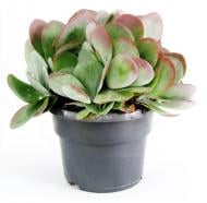 Растение комнатное Суккулент 11х20 см Kalanchoe thyrsiflora variegata