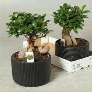 Рослина Фікус мікрокарпа 21x40 Ginseng бонсай у керамічному кашпо