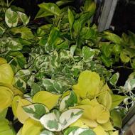 Рослина Епіпремнум 12x20 мікс