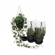 Растение Партеноциссус 19x80 Sugar Vine в подвесе