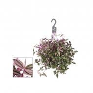 Растение Традесканция 17x35 Quadricolor в подвесе