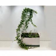 Растение Хедера 17x80 Mein Herz в подвесе