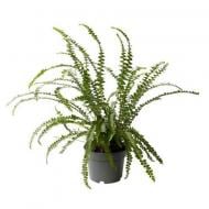 Растение Нефролепис 10x25 Duffy