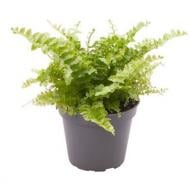 Растение Нефролепис 10x25 Fluffy Ruffle