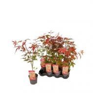 Растение Клен 10х40 Palmatum Atropurpureu