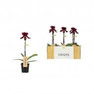 Растение Пафиопедилум (орхидея) 09х40 красный Black Jack