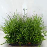 Растение Папоротник 09x20 Pteris Ensiformis