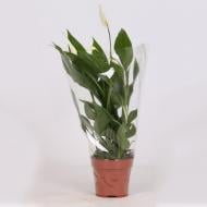 Растение Спатифиллум 13х50-55 Растение Спатифиллум 13х50-55