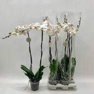 Растение Фаленопсис (орхидея) гранди 15х90 2 ствола белый (Florious Orchids)