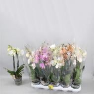 Рослина Фаленопсис (орхідея) 12х50 2 стовбури мікс (Anthura BV)