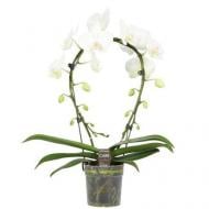 Растение Фаленопсис (орхидея) каскад 12х50 белый Mirror (Opti)