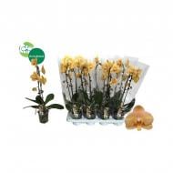 Растение Фаленопсис (орхидея) каскад 12х55 1 ствол African Sunset (Green Balanz)