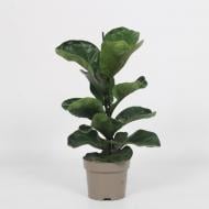 Растение Фикус лирата 15x50 Bambino
