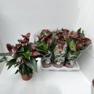 Растение Антуриум 17х45 черный Essencia