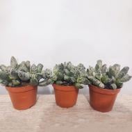 Растение Адромискус (суккулент) 08х10 Grey Растение Адромискус (суккулент) 08х10 Grey