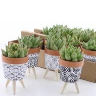 Растение Эхеверия 08х15 Miranda в керамическом кашпо Растение Эхеверия 08х15 Miranda в керамическом кашпо