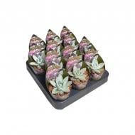 Растение Эхеверия 06х08 Colorata Растение Эхеверия 06х08 Colorata
