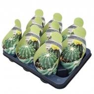 Растение Кактус 10х15 Ferocactus Glaucescens Растение Кактус 10х15 Ferocactus Glaucescens