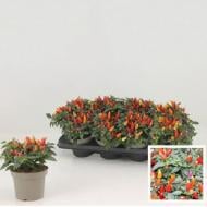 Растение Капсикум 13х20 красный