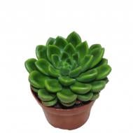 Растение Эхеверия 10х15 Setosa Растение Эхеверия 10х15 Setosa