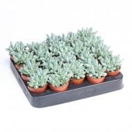 Растение Пахифитум 05х08 Compactum Растение Пахифитум 05х08 Compactum