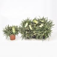 Растение Рипсалис 12х20 Baccifera Растение Рипсалис 12х20 Baccifera