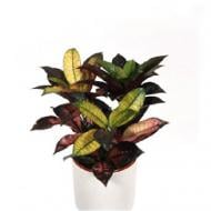 Рослина Кротон 10x40 Iceton