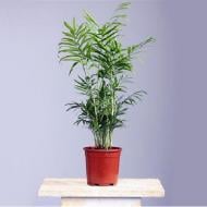 Рослина Хамедорея 05x20 Elegans