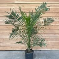 Растение Финиковая пальма 19х130 Сanariensis Растение Финиковая пальма 19х130 Сanariensis