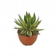 Растение Агава 20х30 Lophanta Quadricolor Растение Агава 20х30 Lophanta Quadricolor