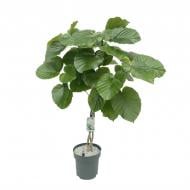 Растение Фикус 27x120 Umbellata заплетенный косой