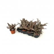 Растение Криптантус 09x15 Zonatus