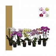 Рослина Фаленопсис (орхідея) каскад різних форм 12х55 2 стовбури мікс А2 (Bernhard Orchids)