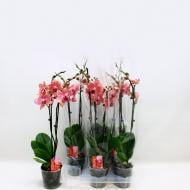 Растение Фаленопсис (орхидея) 12х55 2 ствола Pirate Picotee (Kw J.P. Konst & Zn B)