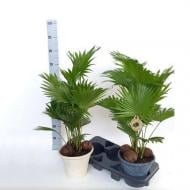 Растение Ливистона 23x75 с декором в керамическом кашпо