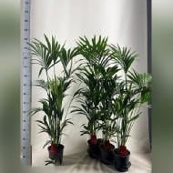 Растение Ховея 19x140