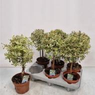 Растение Мирт 12x35 на стволе с вариегатными листьями