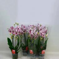 Растение Фаленопсис (орхидея) каскад 12х45 2 ствола Big Lip Speedles Elegance (Kw J.P. Konst & Zn BV)