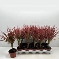 Растение Драцена 12x35 Marginata Colorama 1 ствол