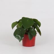 Растение Пеперомия 12x25 Raindrop